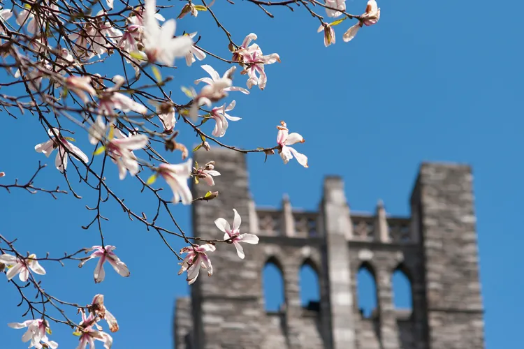 Blooming flowers in focus in front of clothier bell tower