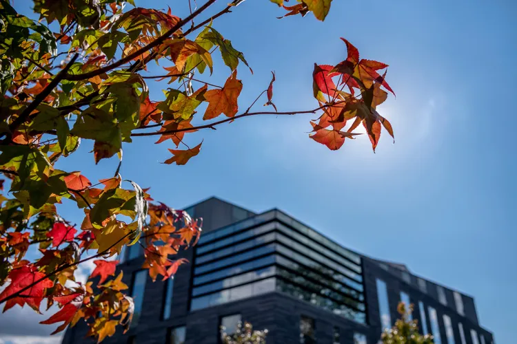 Leaves in front of Singer Hall