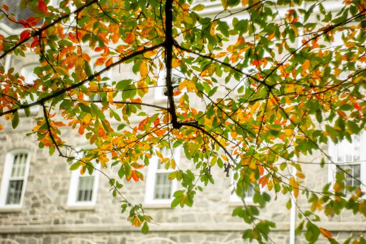 Leaves in front of Parrish Hall