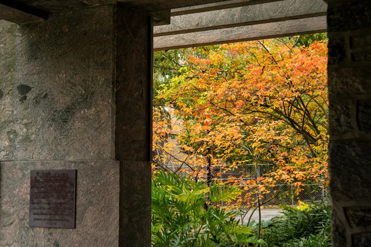 Leaves near Kohlberg Hall