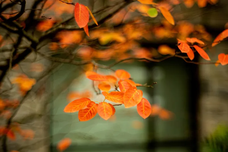 Orange leaves in foreground with building in background