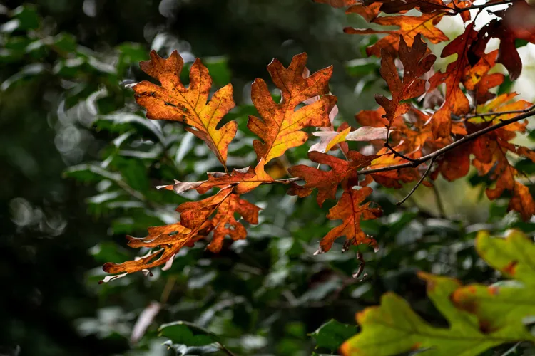 Red/orange leaves among green ones