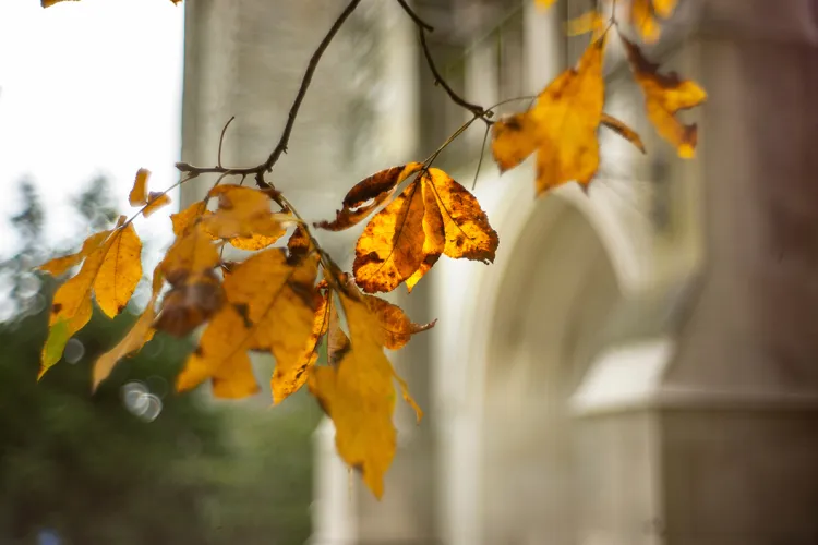 Leaves in front of clothier bell tower