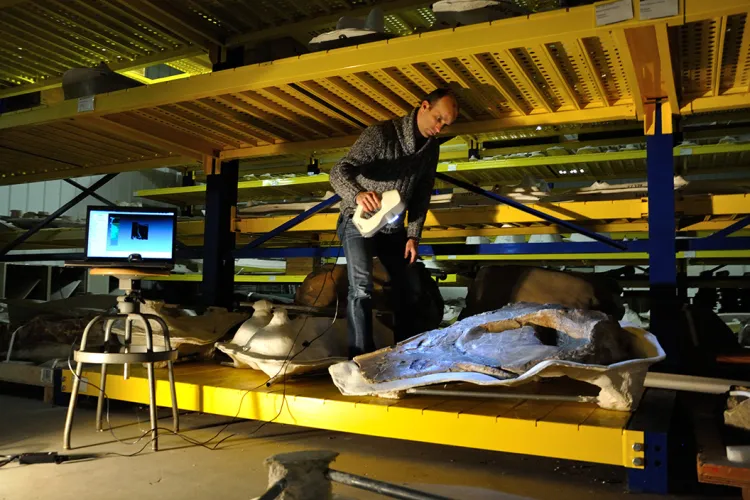 Matt Leslie examines skull of whale