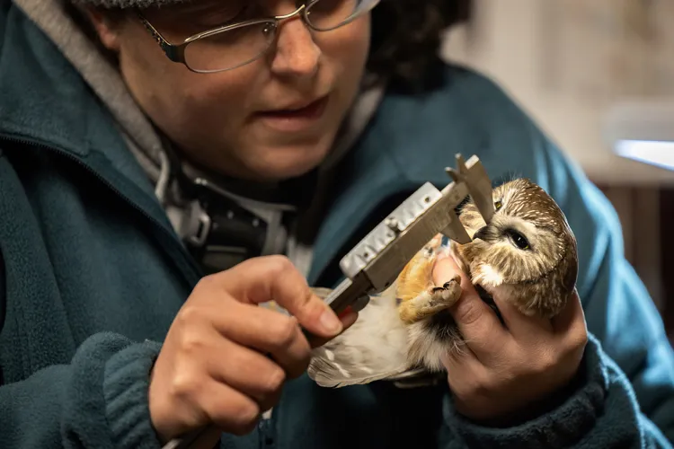 Person measures owl wing with calipers