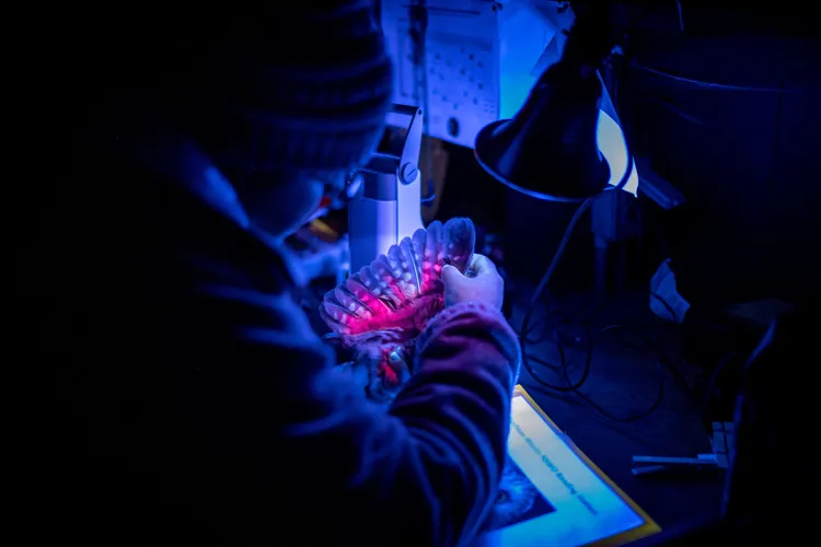 Person examines owl wing under UV light