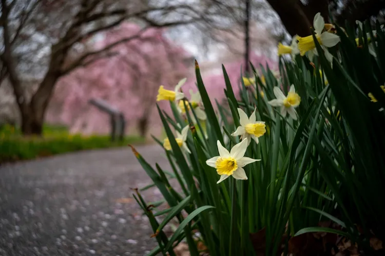 Daffodils in focus of bottom right of picture. In background out focus are pink leaves on paved ground.