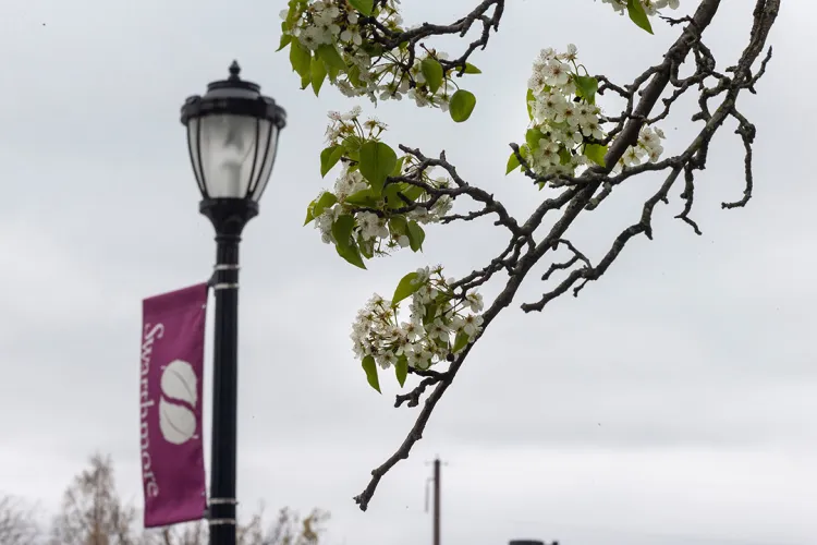 White flowers in branch in foreground; lamp post with garnet flag reading "Swarthmore" in background