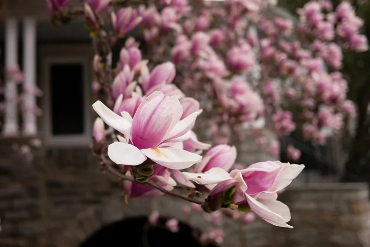 Pink and white flowers in full bloom in foreground focus in front of columns