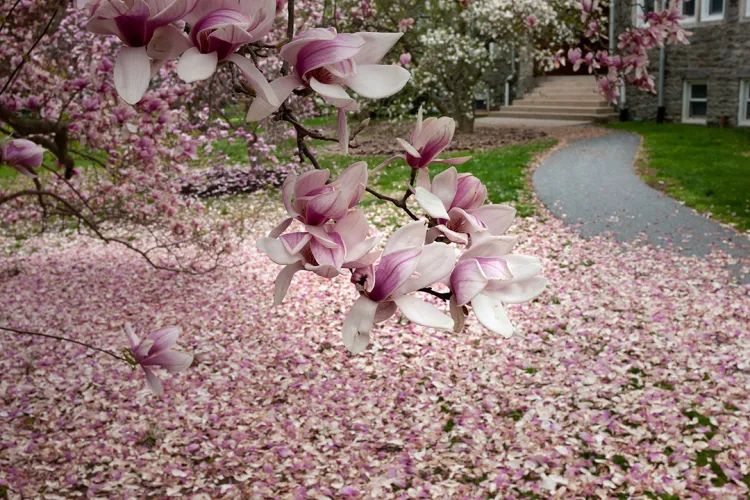 Pink and white flower petals cover the ground outside of stone building