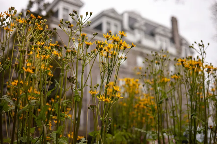 Stalks of yellow flowers dominate foreground; in background, domed building is out of focus.