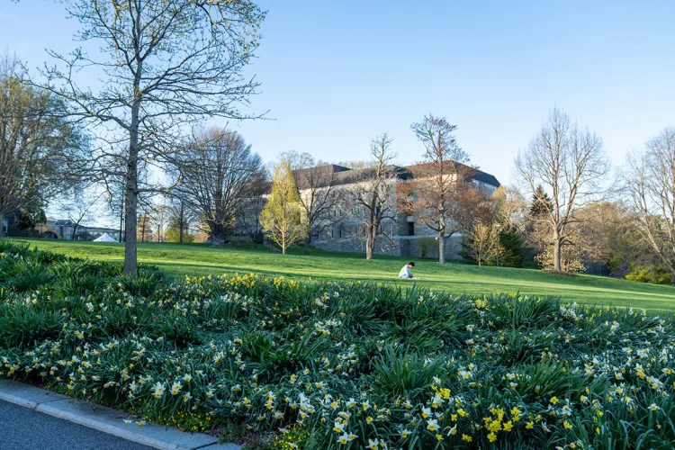 rows of yellow and white flowers grow in rows in foreground. McCabe Library in background