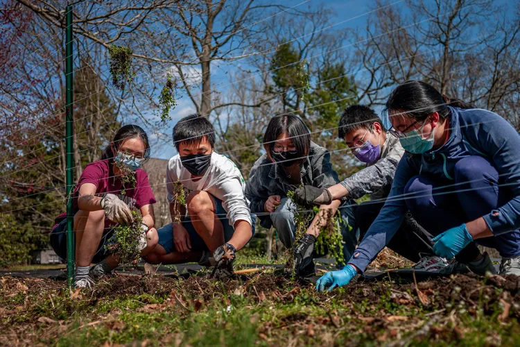 Five students kneel near green fence and pull weeds from dirt.