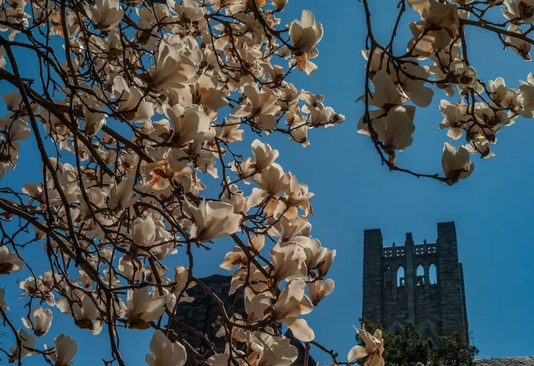 clothier in spring