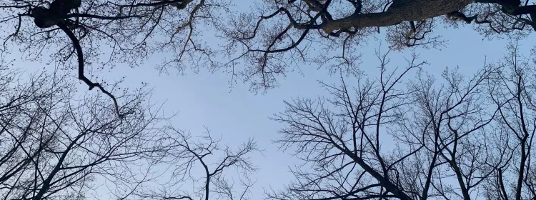 Crum Woods, looking up at the trees