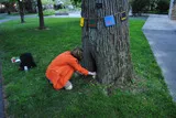 Naia Installing Shrine