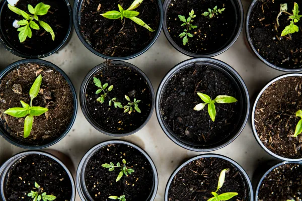 numerous containers with soil and plants growing inside them