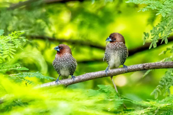 two brown birds sitting on a branch with leaves surrounding them