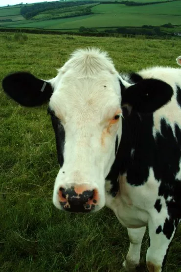 A cow in the field