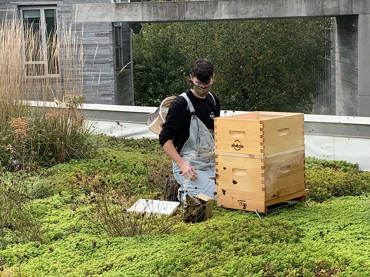 Beehive