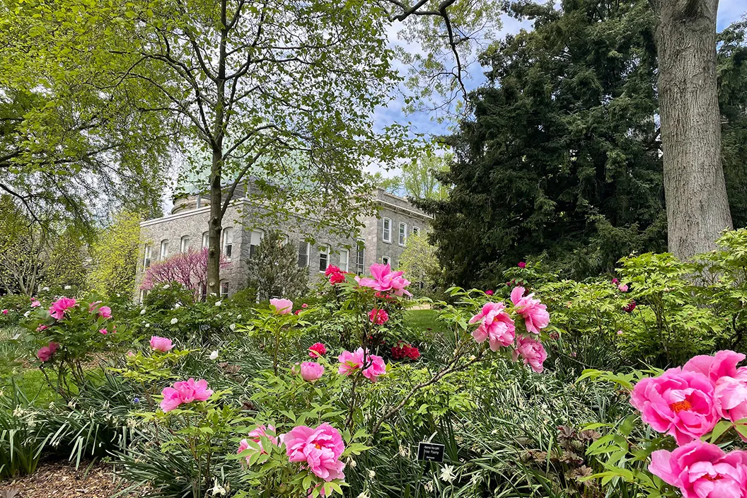 Pink flowers bloom with observatory dome in background