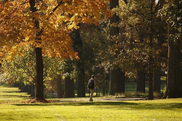 Autumn foliage across Magill Walk