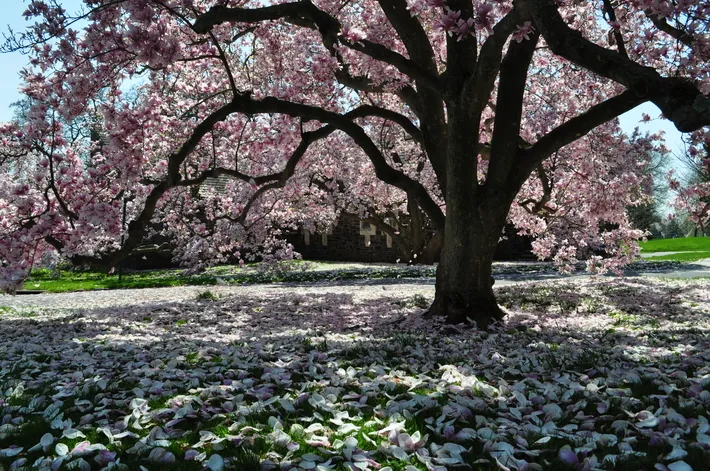 Spring flowering tree