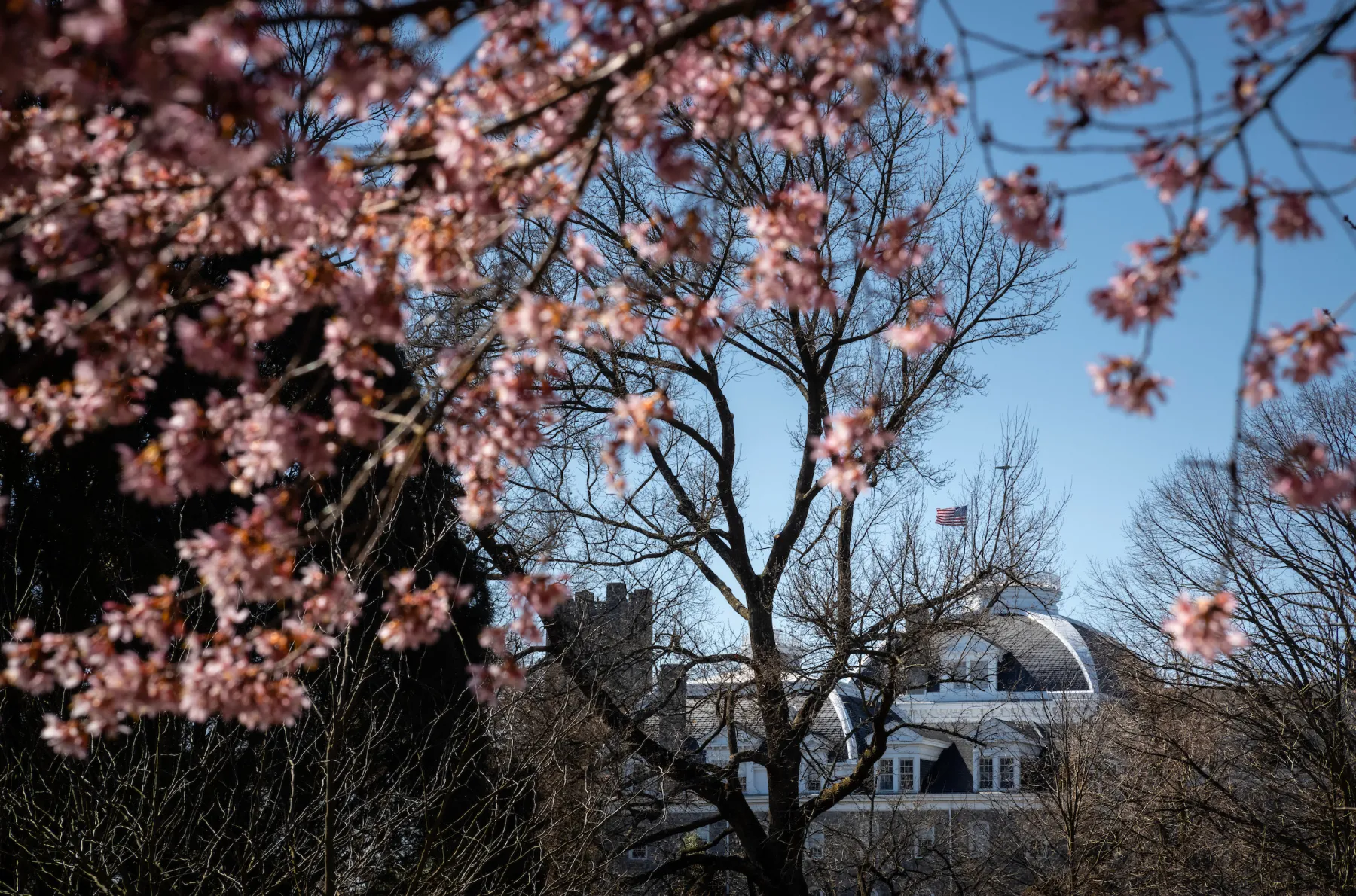 Pink flowers bloom in foreground with Parrish Hall in background