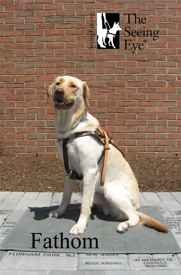 Fathom, service dog from The Seeing Eye