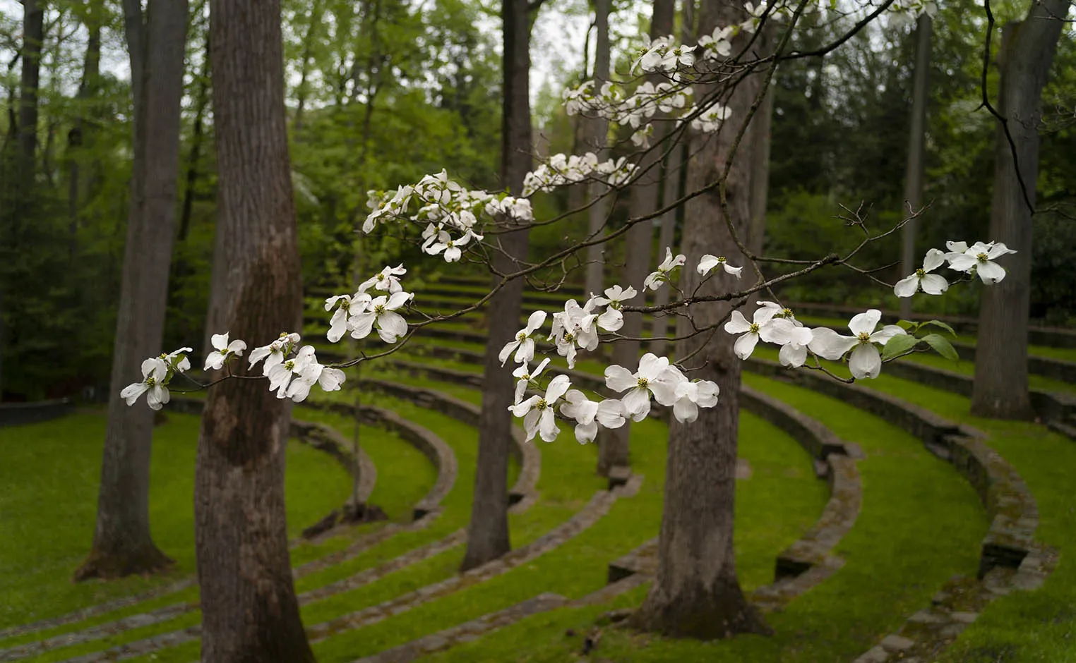 flowers blooming in ampitheater