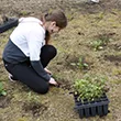 Planting in Crum Woods