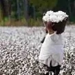 Michael W. Twitty harvesting cotton, one of the many things he harvests in support of his cooking and connecting with the past.