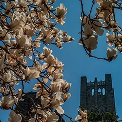 Flowers in foreground with clothier bell tower in background