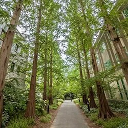 Towering redwoods line pathway