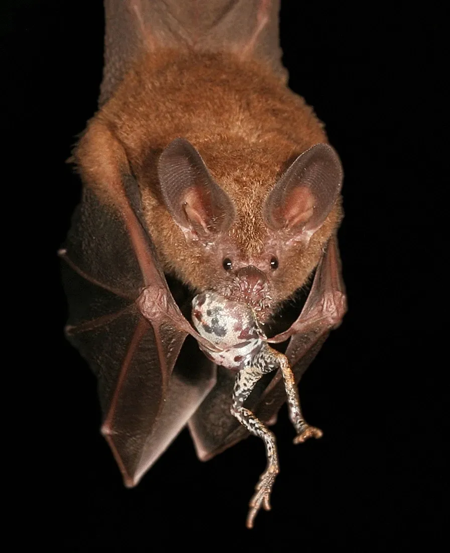 fringe-lipped bat and a male tungara frog