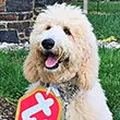 Izzy dressed as Beanie Baby for halloween