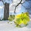 A flower peeks through the snow in front of Clothier Tower