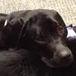 Bookstore Dogs